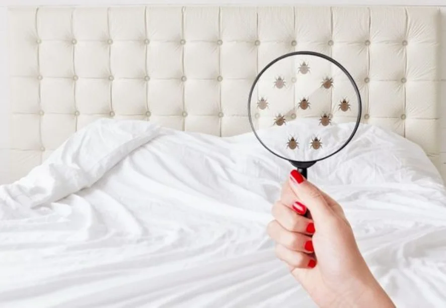 Bed Bug Treatment